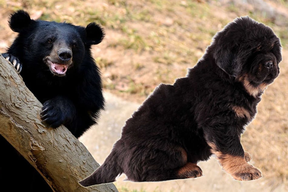 Ein asiatischer Schwarzbär und eine tibetische Dogge: Für die Chinesin blieb der Unterschied zwei Jahre lang verborgen.
