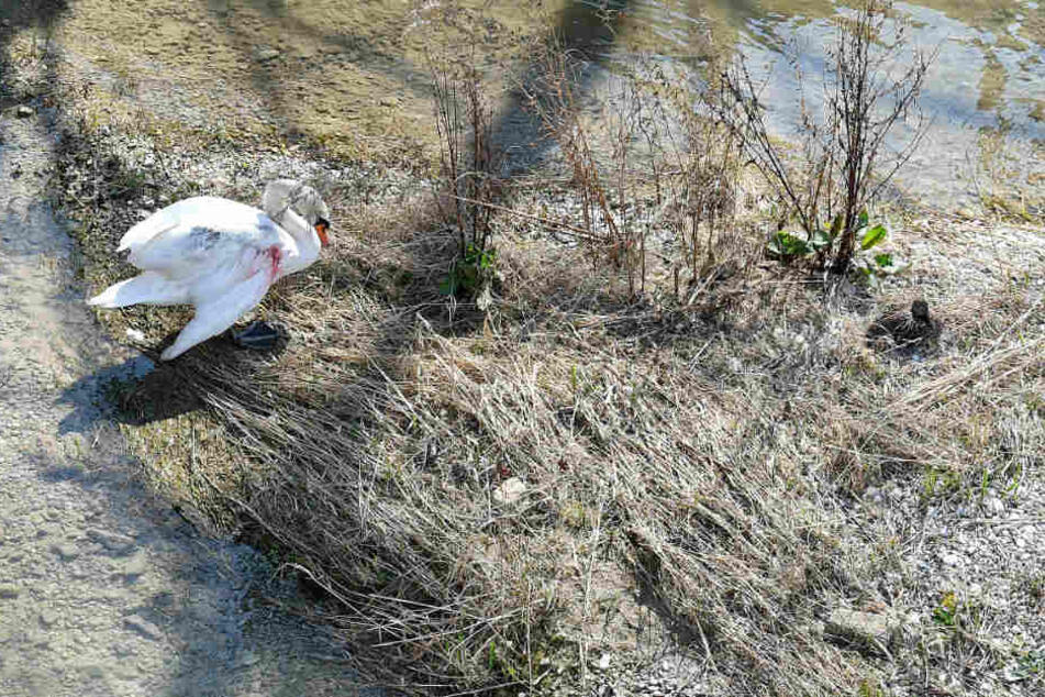 Der Schwan hatte eine offene Verletzung am Flügel.