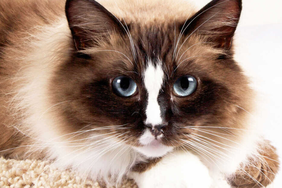Solch einen Ragdoll-Kater besaß die Mörderin, bevor sie sie weggab (Symbolbild).