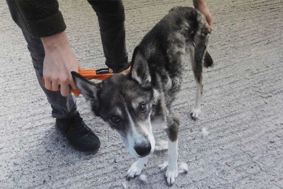 Schrecklich abgemagert wurde der Husky gerettet.