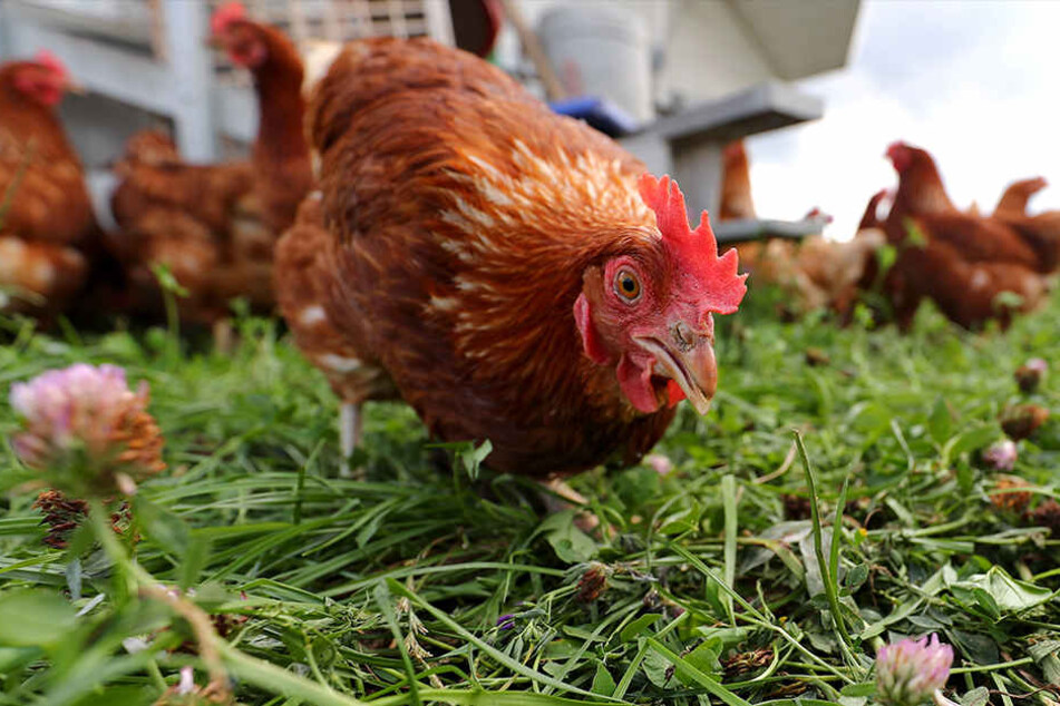 5,3 Kilometer ist das Huhn bis nach Hause gelaufen. (Symbolbild)