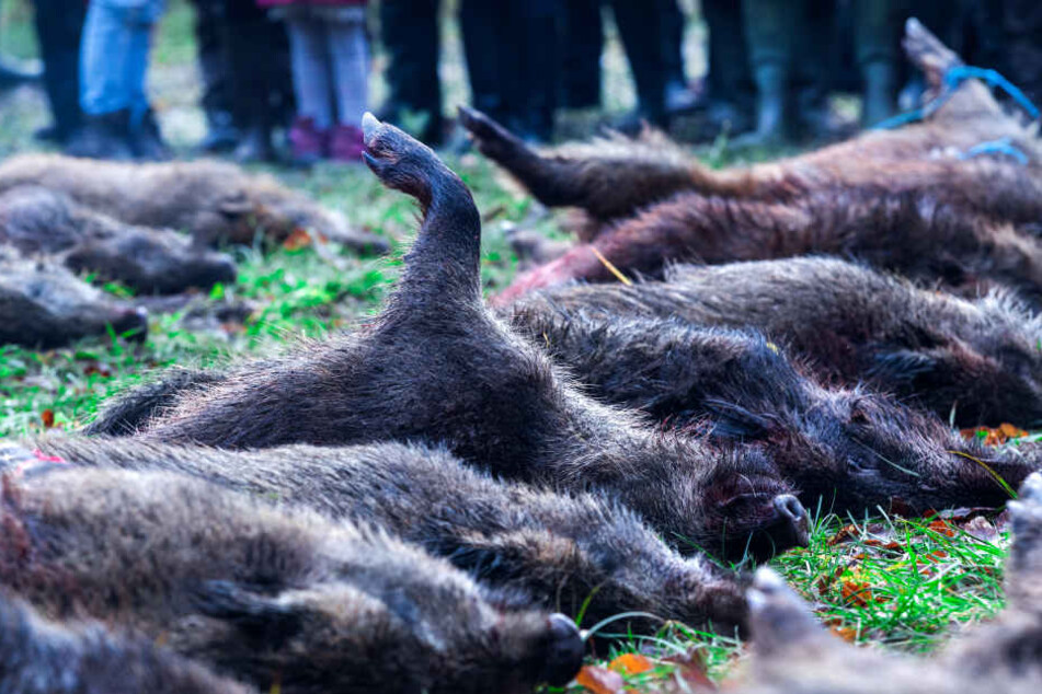 Jäger in NRW haben wegen der Afrikanischen Schweinepest mehr Wildschweine zur Strecke gebracht.