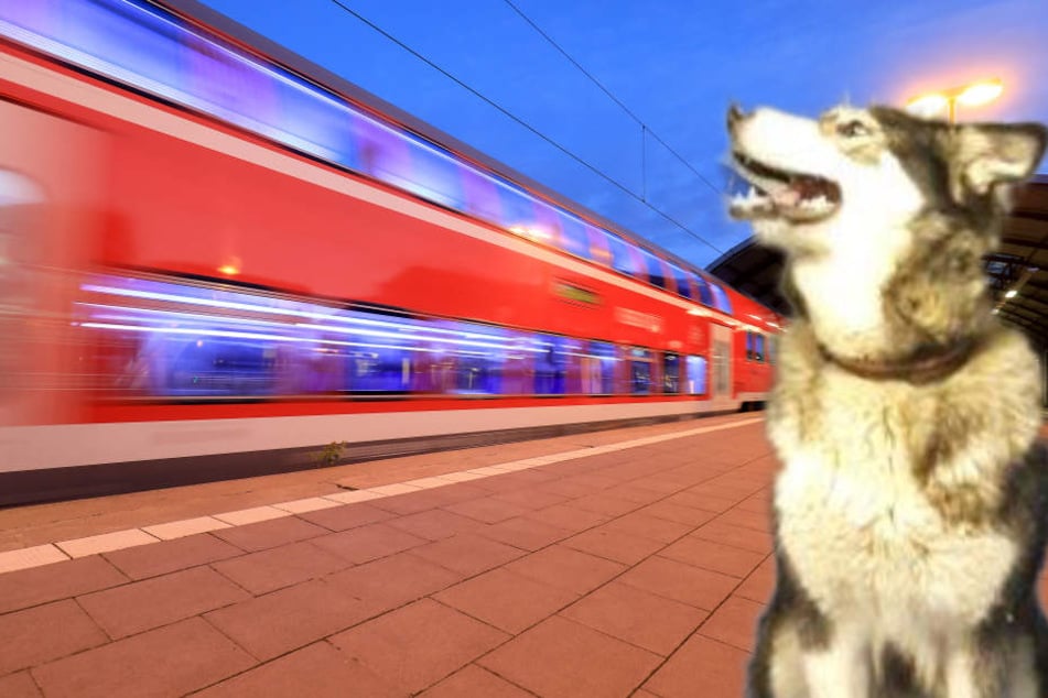 Hündin "Aicha" stieg ohne ihr Herrchen in einen Zug ein. (Fotomontage)
