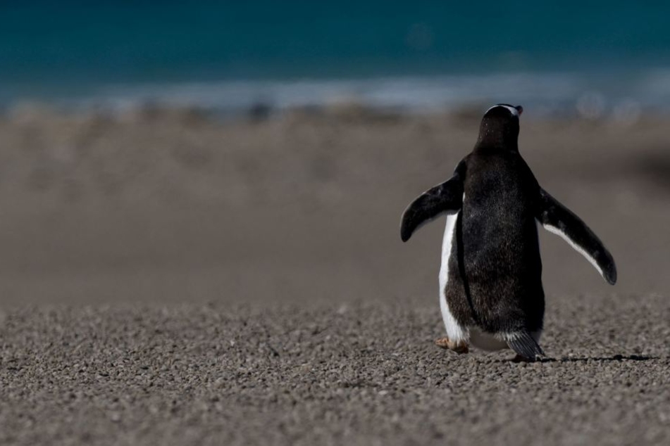 Wolltet ihr schon immer eine eigene Insel voller Pinguine? Dann ist "Pebble Island" genau das Richtige für euch! (Symbolbild)