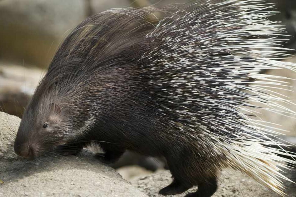 Stachelschweine sind für den Menschen ungefährlich. (Symbolbild)
