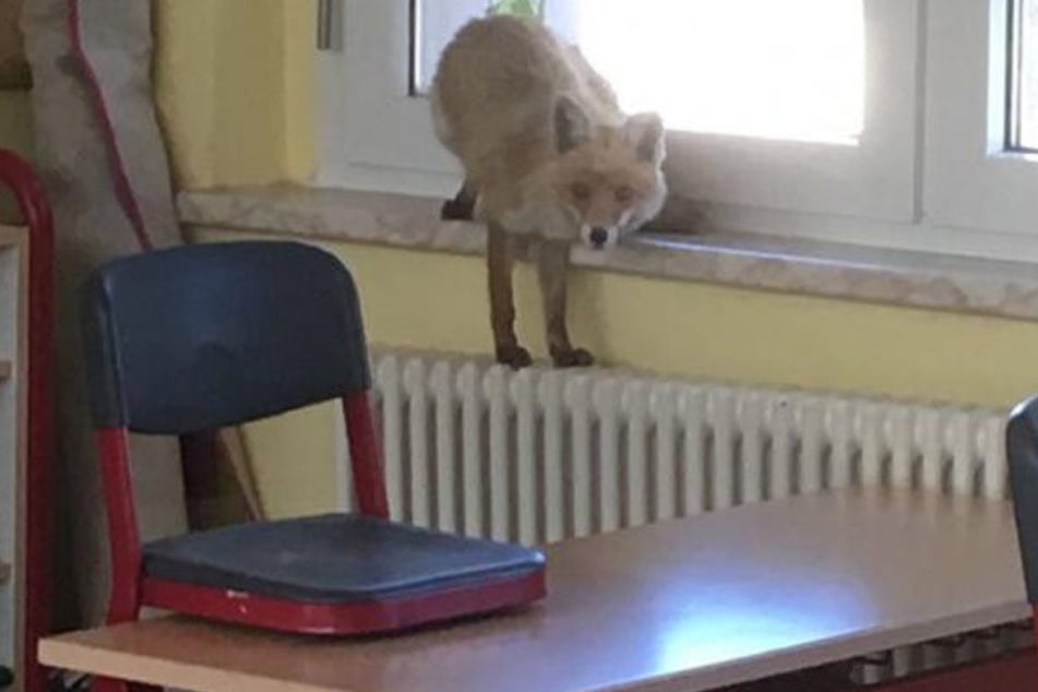 Der kleine Kerl hatte auch keine Chance mehr zu entkommen. Der Hausmeister schloss die Tür ab und rief Verstärkung.