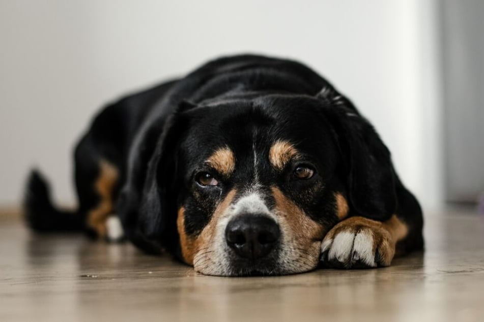 Hunde können mit zu viel Quasselei nichts anfangen.