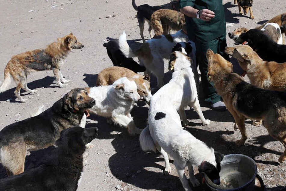 Die Hunde griffen sie in ihrer Einfahrt an. (Symbolbild)