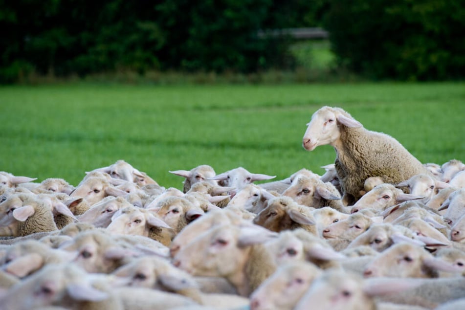 Die Erkrankung wird häufig von Schafen übertragen. (Symbolbild)