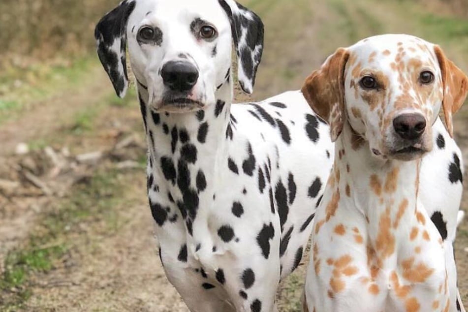 Khalessi und Django sind ziemlich beste Hunde-Freunde.