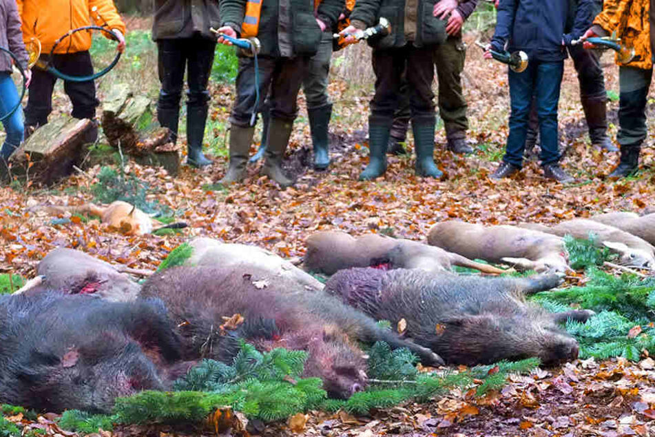 Jäger sind dazu angehalten, "das Schwarzwild stark zu bejagen."