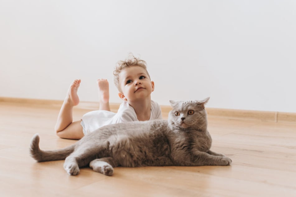 Die Britisch Kurzhaar Katze ist das perfekte Familienmitglied.