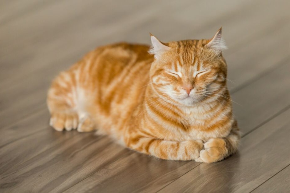 Katzenhaltung in der Mietwohnung: Geht das?