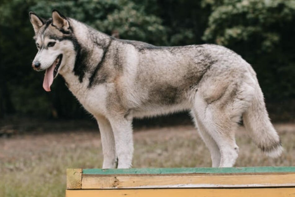 Können Hunde Tatsächlich Krebs Riechen Tag24