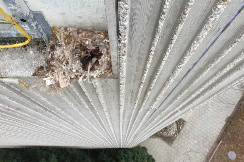 Das Nest samt Tierbabys drohte abzustürzen.