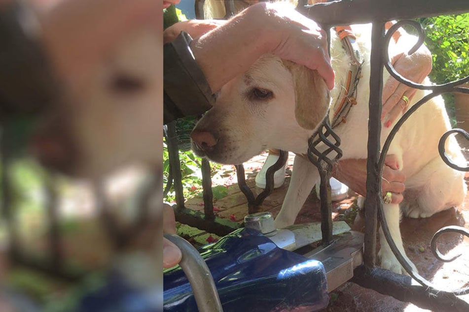 Die arme Labrador-Hündin musste von der Feuerwehr befreit werden.