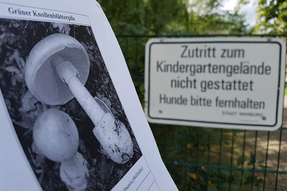 Den "Grüne Knollenblätterpilz" breitet sich auf dem Gelände der Kita aus.