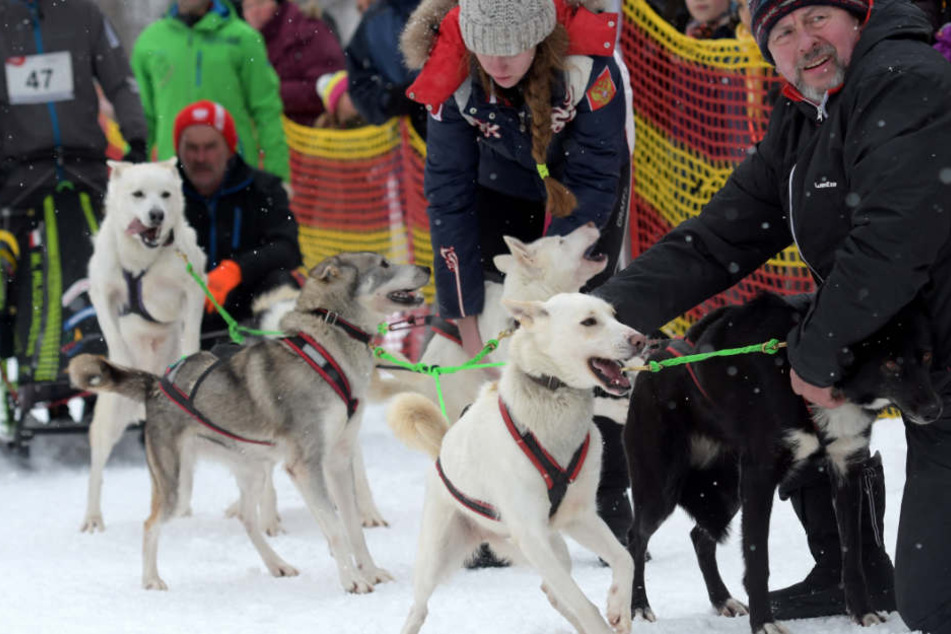 Das internationale Hundeschlittenrennen am vergangenen Sonntag in Bad Hindelang (Foto) konnte noch ausgetragen werden.