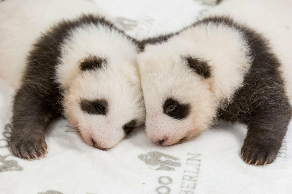 Die Panda-Babys liegen auf einer Decke.