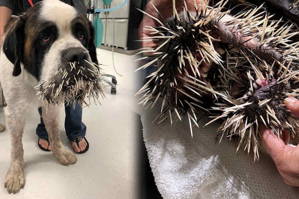 Hund Jagt Stachelschwein Hinterher Das Nimmt Kein Gutes