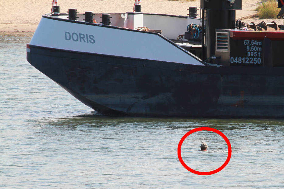 So nah war der Schwimmer an die Schiffe herangekommen.