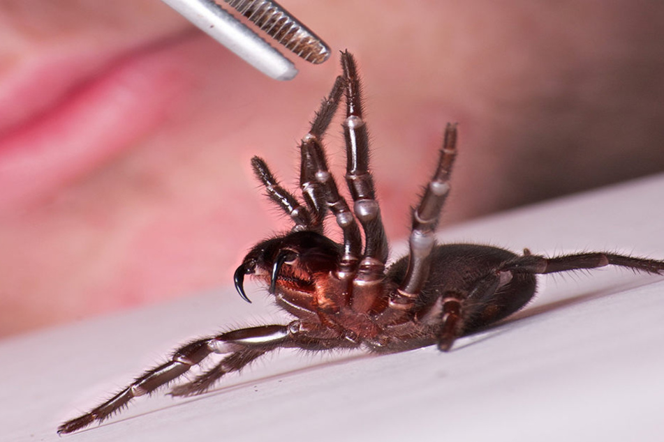 Die Trichternetzspinne ist eine der giftigsten Spinnenarten der Welt.