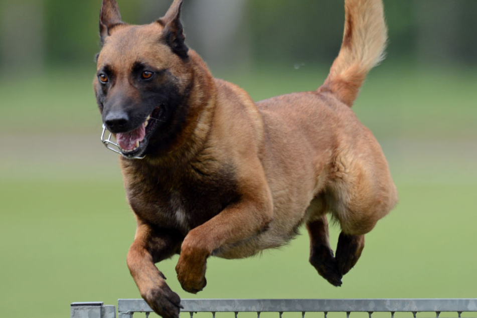 Ein Diensthund der Polizeistaffel (hier zu sehen ein Malinois) hat den flüchtenden Angreifer erwischt und zu Boden gebracht. (Symbolbild)
