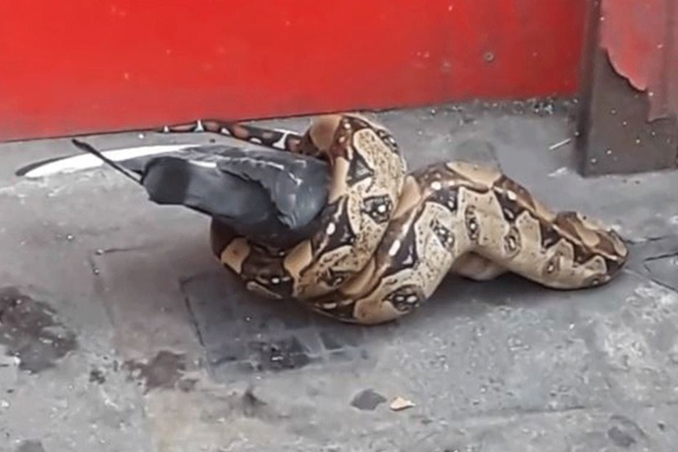 Keiner weiß, wo der Python herkam.