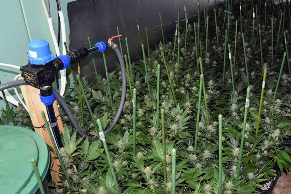 Durch ein Hausdurchsuchungsbefehl konnten die Beamten die Plantagen sicherstellen. (Symbolbild).
