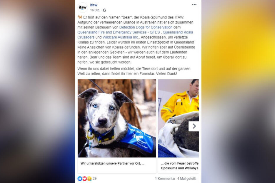Er ist der Koala-Held des australischen Busches: Hund "Bear".