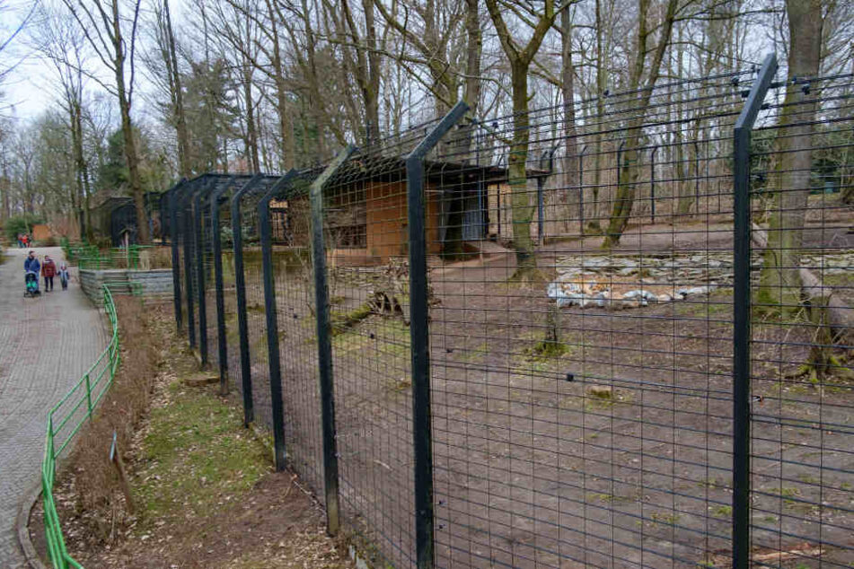 Die Pfleger haben der zweijährigen Raubkatze den Außenbereich verschönert.