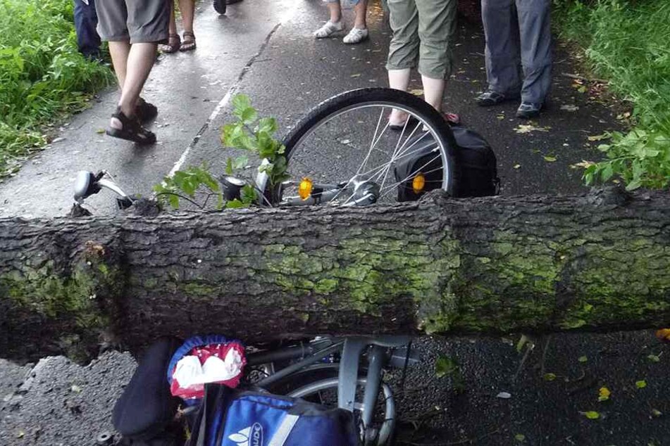 Was für ein Pech musste dieser Radfahrer haben? Mittig wurde sein Rad von einem Baum getroffen.