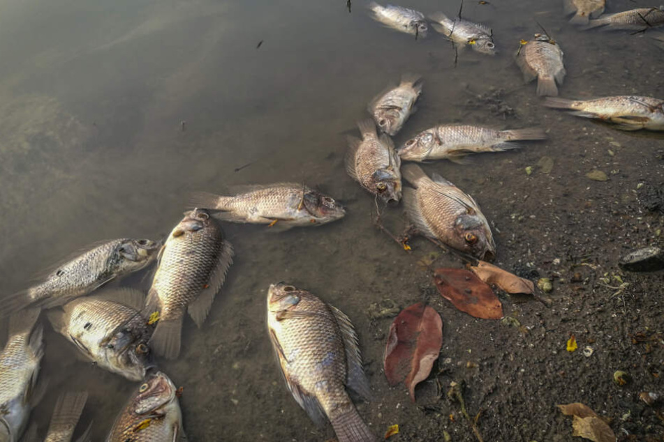 Durch die in die Flüsse gespülte Asche hat in Australien ein großes Fischsterben eingesetzt.
