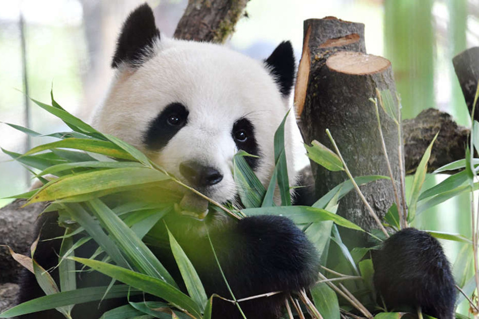 Panda-Dame Meng Meng mag nur frischen Bambus in ihrem Gehege.