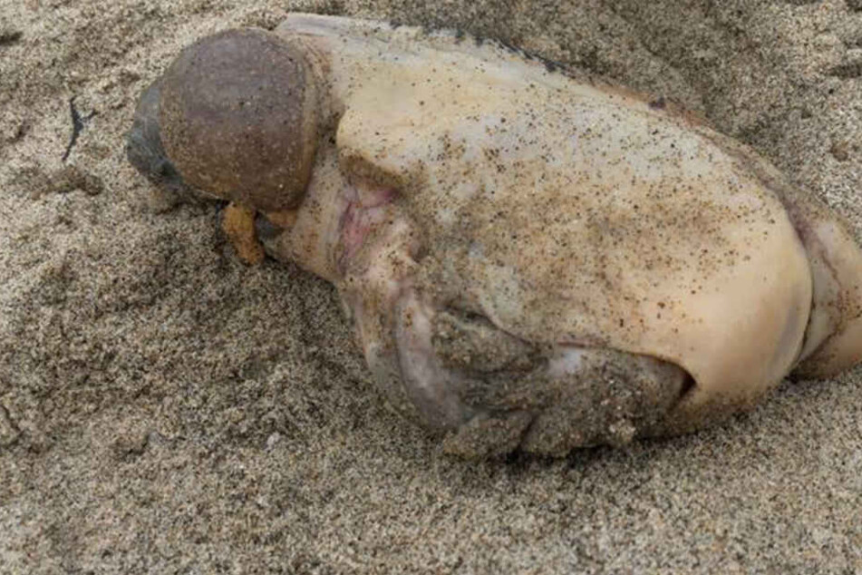 Dieses Wesen wurde nahe Kalifornien an Land gespült.