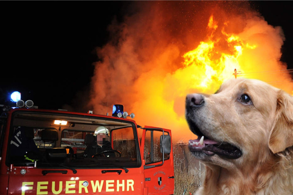 Ein Hund kam bei dem Feuer ums Leben (Symbolbild).