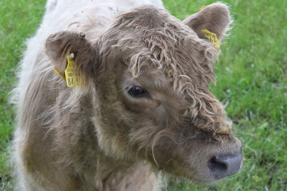 Das scheue Gallowayrind könnte für Unfälle sorgen und muss daher schnellstmöglich eingefangen werden. (symbolbild)