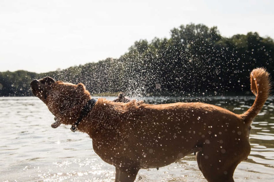 Abkühlung ist wichtig: Anders als Menschen können Hunde ihre Körpertemperatur nicht mit Schwitzen regulieren.