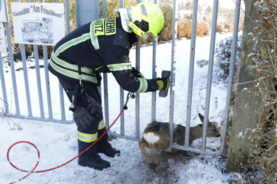 Die Feuerwehr bog die Gitterstäbe auf, damit sich das Reh befreien konnte.