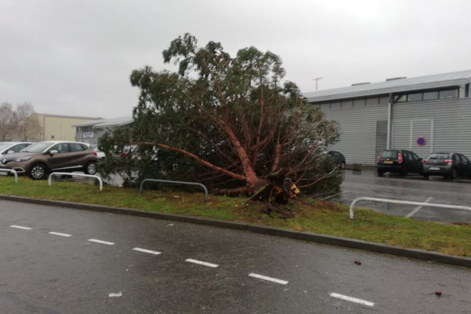 Ein umgestürzter Baum liegt auf dem Parkplatz des Flughafens Pau-Pyrenäen.