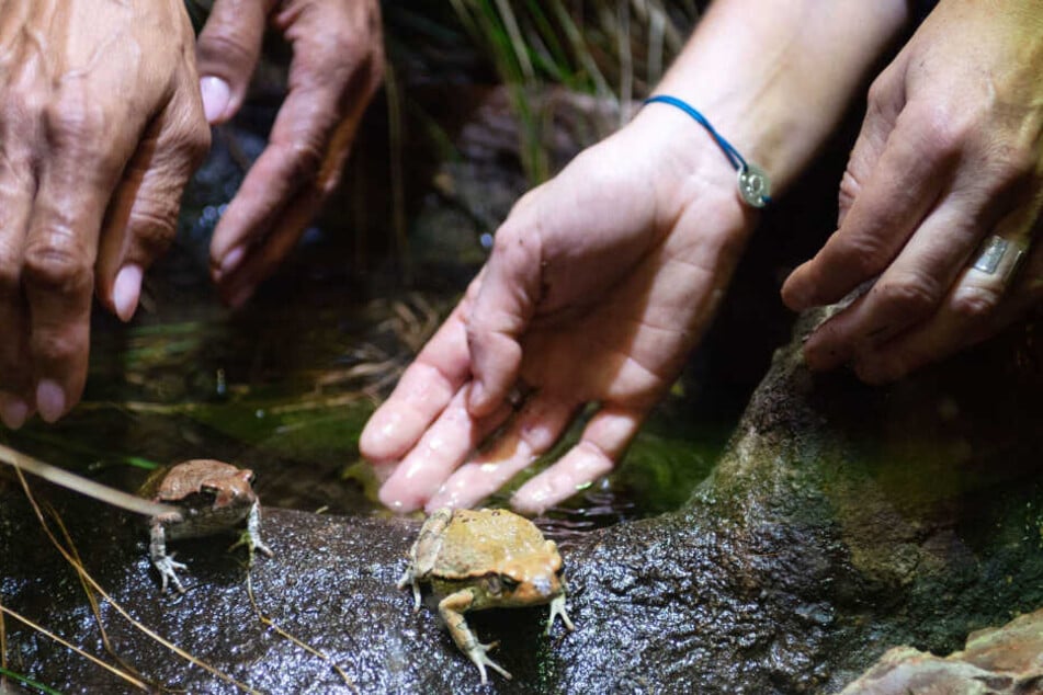 Die beiden als blinden Passagiere nach Deutschland gekommenen Roten Kröten werden in einem Terrarium zusammengeführt.