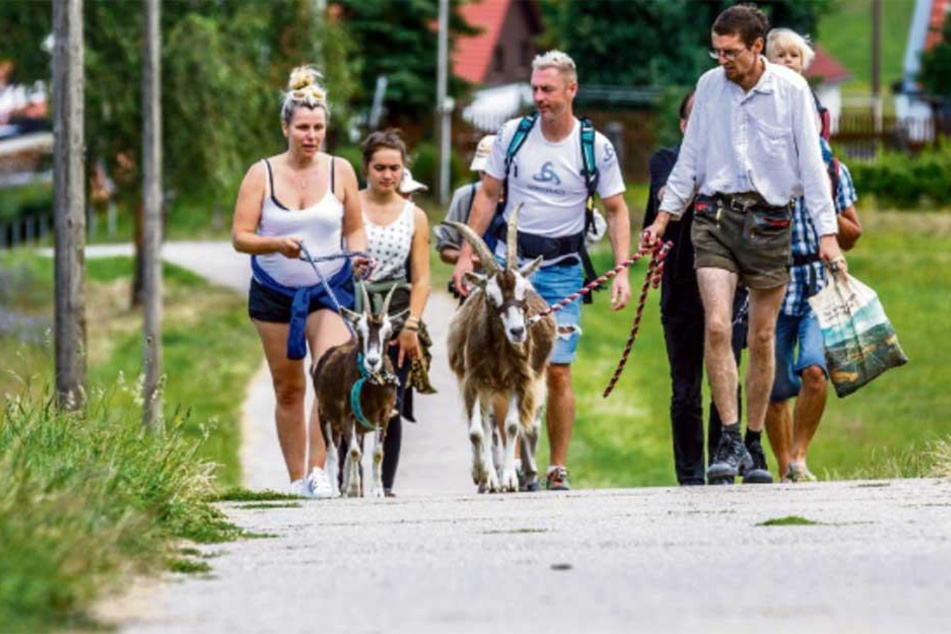 Erste Tour in der Sächsischen Schweiz: Ziegenbock "Gershi" (3) stieg voran, die Wanderer folgten.