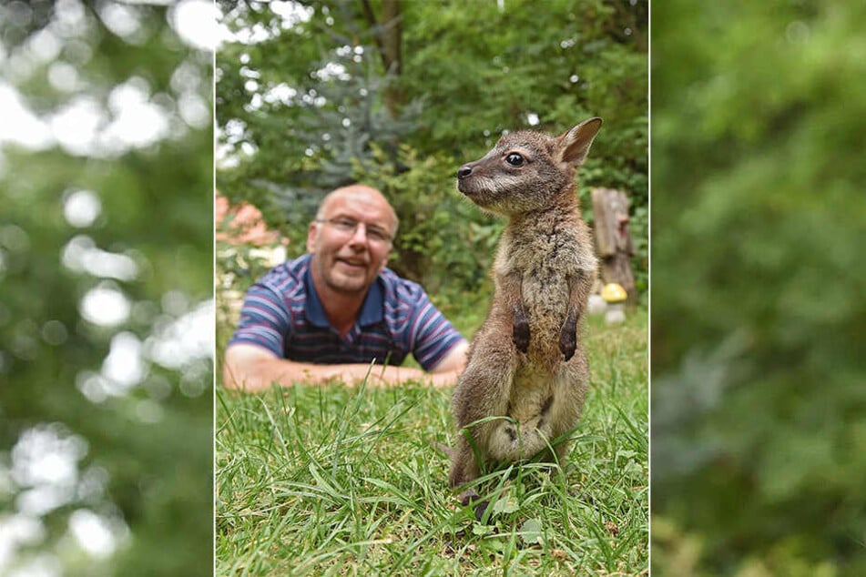 Die beiden haben sich gefunden: Känguru-Baby Gertrud erkundet vorsichtig die Welt, während ihr Ziehpapa Heiko Drechsler (56) auf sie aufpasst.