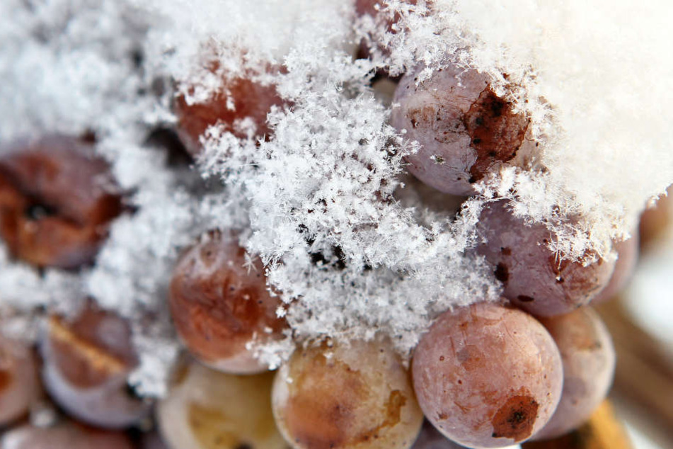 Für die Lese des Eisweins ist es noch zu warm. (Symbolbild)