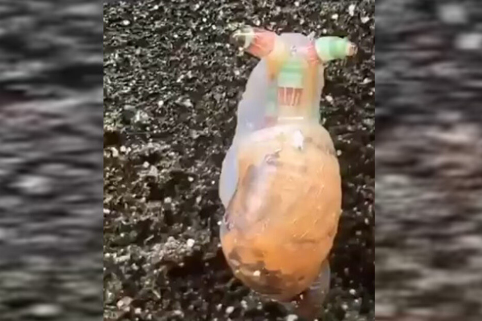 Diese Schnecke wurde von dem grün-geringelten Plattwurm befallen und mutiert zum "Zombie".