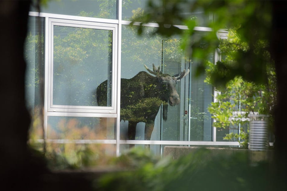 Ein Elch bei Siemens in Dresden: Was der junge Bulle dort im August 2014 suchte, wusste er wohl selber nicht.