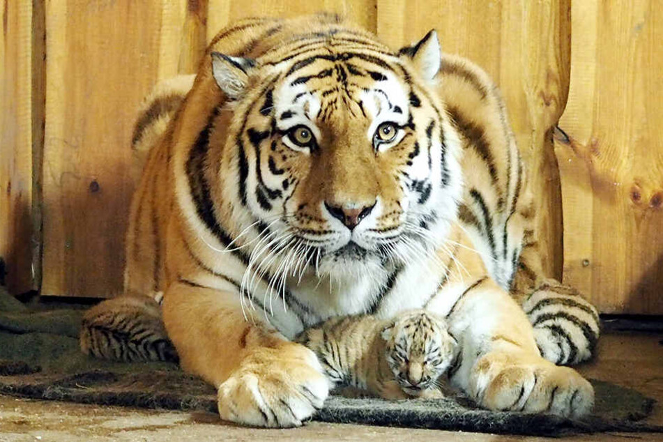 Tigermutter "Bella" wacht fürsorglich über ihre Babys. Es ist nach 2009 und 2012 der dritte Nachwuchs für sie und Tiger-Männchen "Tomak".