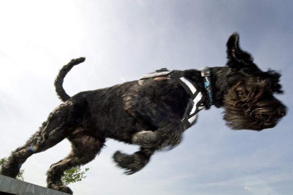 Bei dem Hund soll es sich um einen Riesenschnauzer gehandelt haben. (Symbolbild)
