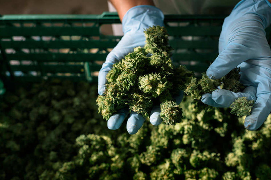Die Knospen von Cannabis-Pflanzen, die für den medizinischen Gebrauch angebaut werden.