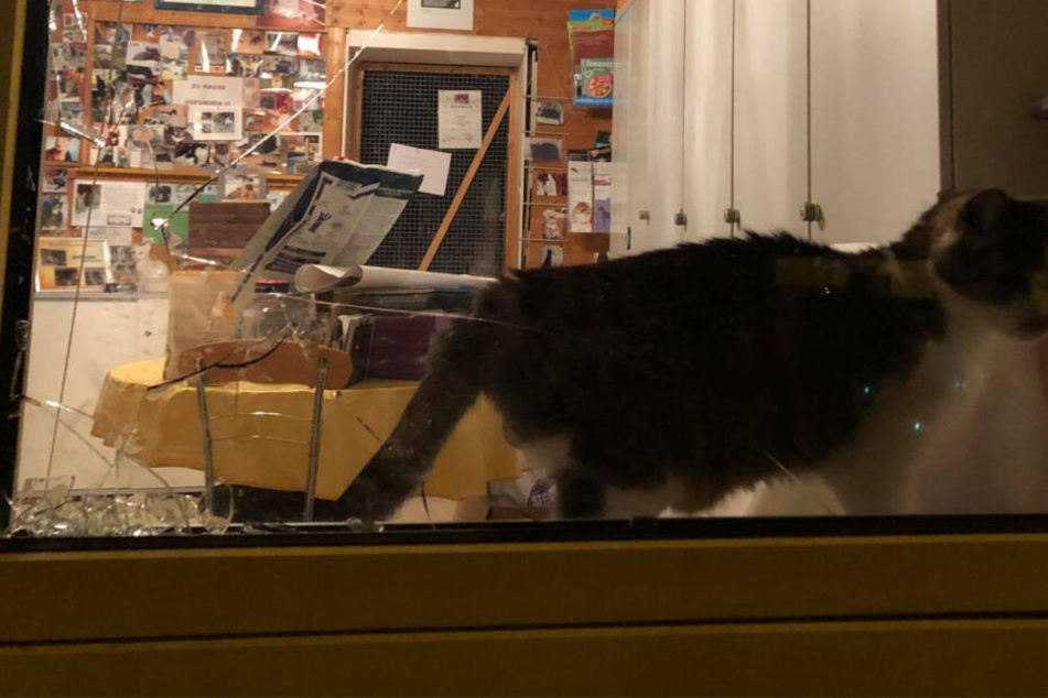 Die Scheibe des Tierschutz wurde mit einem Stein beworfen.